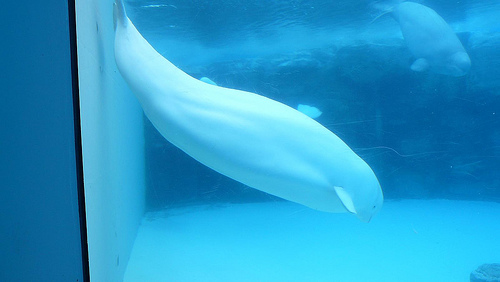 Marineland Canada -Belugas (C) Ashwin kumar-Flickr.jpg