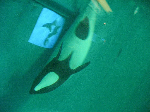 Marinepia - Cephalorhynque -2005 (C) neco_Flickr.jpg