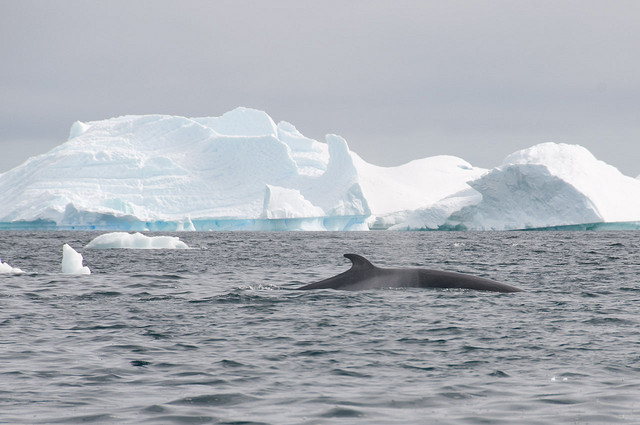 Minke whale-Antarctica -(C) Pedro Paulo Cunha_Flickr.jpg
