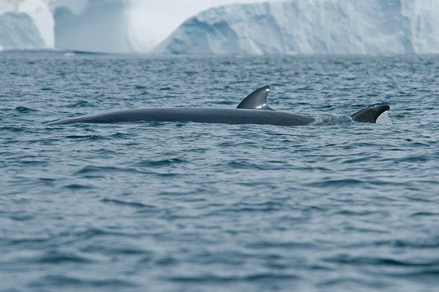 Minke whale-Antarctica-(C) Pedro Paulo Cunha_Flickr.jpg