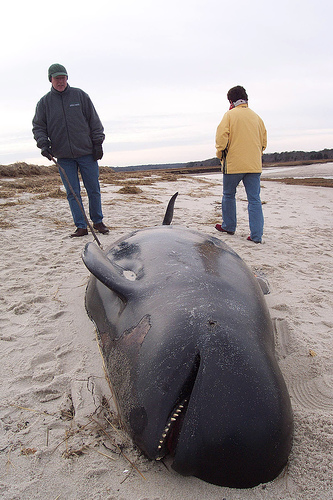 beached pilot whale (C) jfer_FLickr.jpg