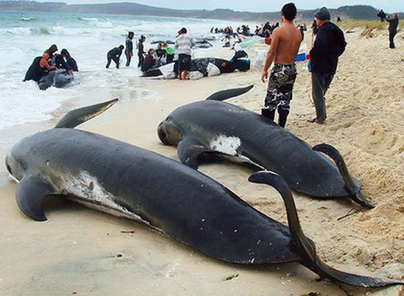 beached-whales-nz.jpg