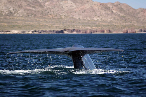 blue whale-- (C) trevor_clark77_Flickr.jpg