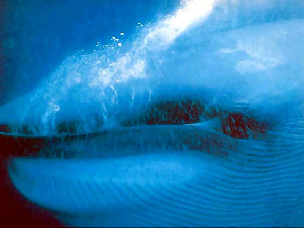 blue_whale.jpg