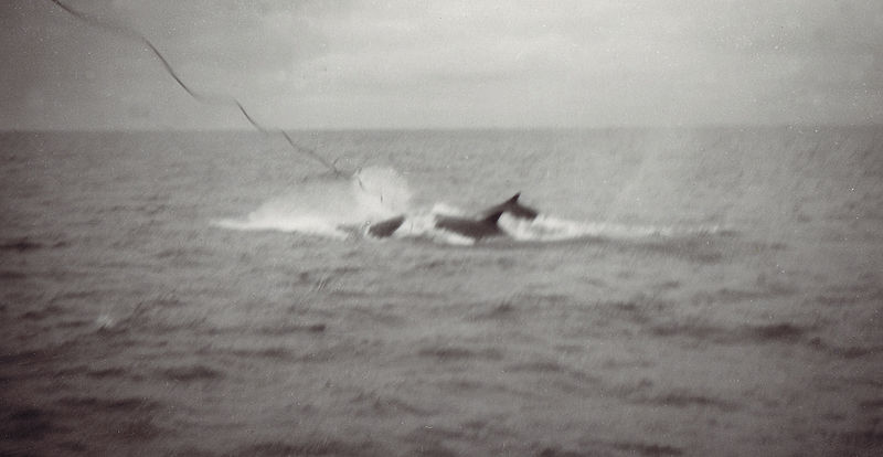 chasse baleine_dp.jpg