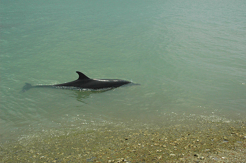 dolphin (C) cornstaruk_Flickr.jpg