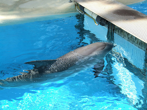 dolphin - Mirage Las Vegas-07 (C) Chalkie_CC_FLickr.jpg