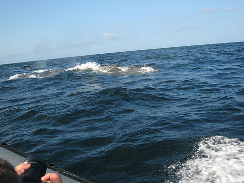 fin whales (C) msprague-Flickr.jpg
