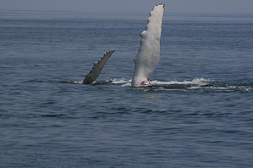 Baby and mother (C) Paulcjones_Flickr.jpg