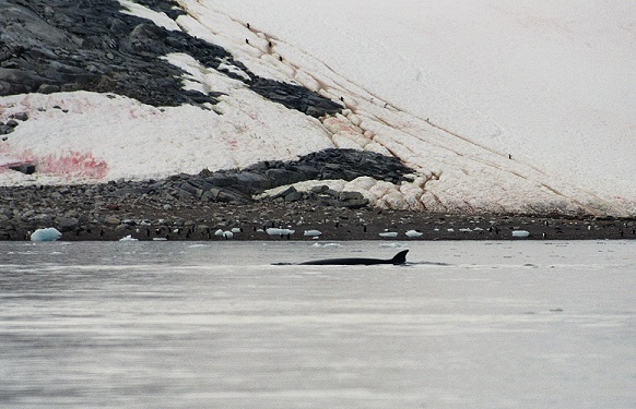 Balaenoptera_acutorostrata_Neko_Harbour_Antarctica 17 09 14.jpg