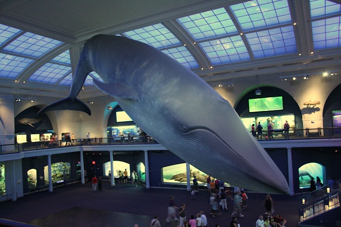 Balaenoptera_musculus_in_American_Museum_of_Natural_History 15 07 14.jpg