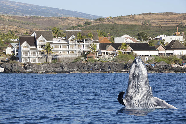 Baleine_Hotel_01 05.05.14.jpg