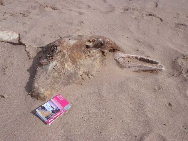 Beached_Whale_-_geograph.org.uk_-_1470921 20 05 15.jpg