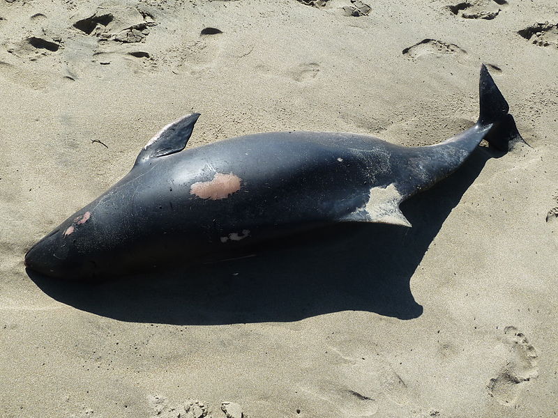 Beached_deceased_pilot_whale_calf_01.jpg