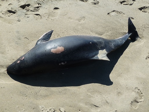 Beached_deceased_pilot_whale_calf_12 09 14.jpg