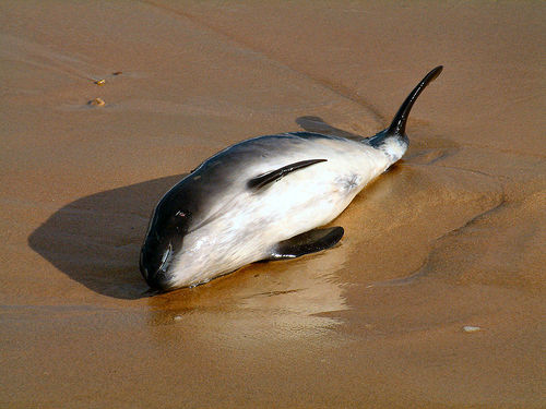 Beached_porpoise_(C)_ccgd_FLickr.jpg