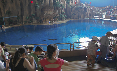 Beijing Aquarium -Tabk(C) Cygnus78 -FLickr.jpg