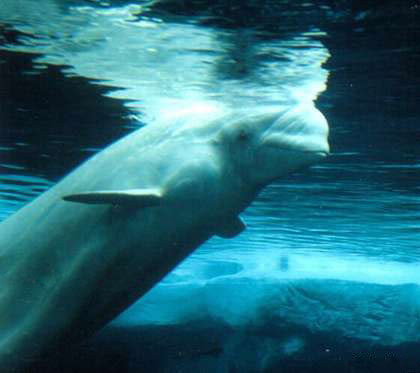 Beluga,_Weißwal_(Delphinapterus_leucas) 08 11 14.jpg