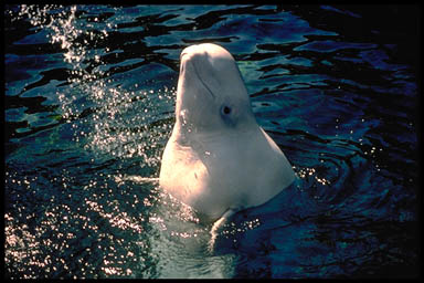 Beluga-NOAA.jpg