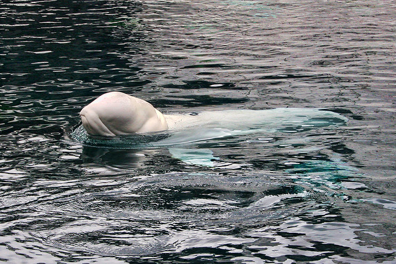 Beluga_Whale_(8803966818).jpg