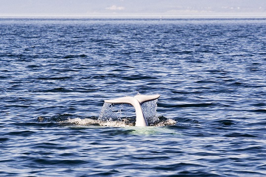 Beluga_Whale_Tadoussac_Quebec_Canada_Luca_Galuzzi_2005 10 10 14.jpg