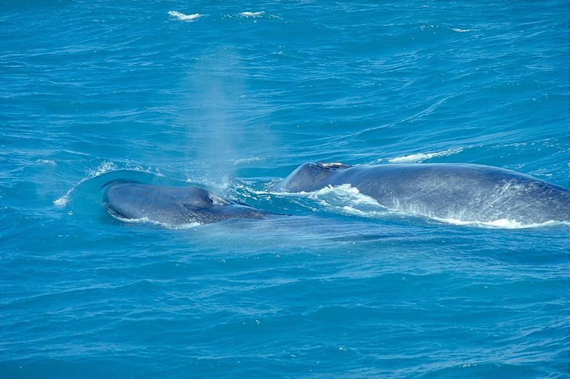 BlueWhaleWithCalf_(C)_Andreas_TIlle.jpg