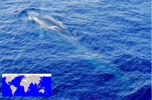 Blue_whale_(C)_Fondation_Nicolas_Hulot.jpg