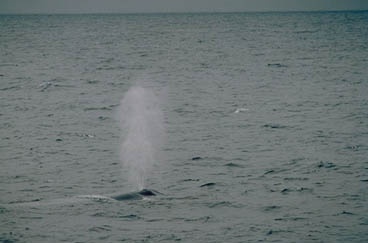 Blue_whale_-blow_-_DOMPUB-Noaa.jpg