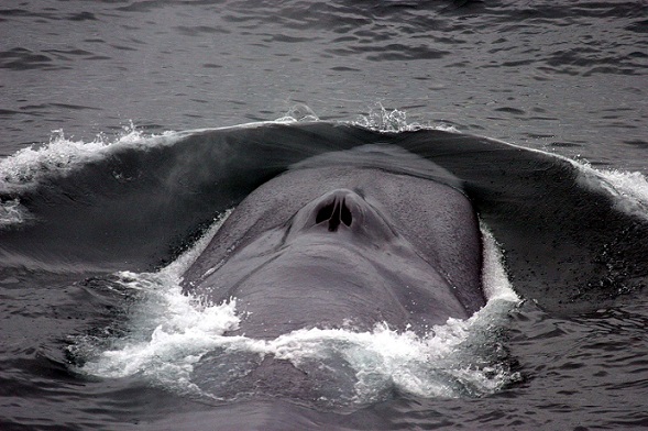 Bluewhale2_noaa 29 11 14.jpg