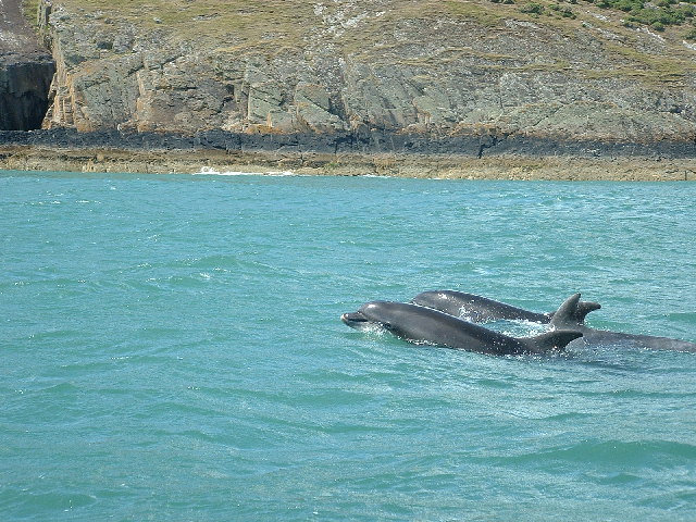 Bottle_Nose_Dolphins_-_geograph.org.uk_-_79039.jpg