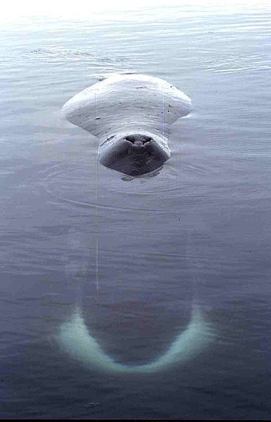 Bowhead_whale_-Foxe_Basin-_Nunavut-Canada_(C)_Ansgar_Walk.jpg