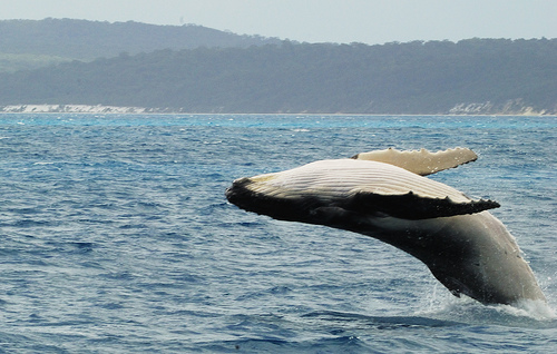 Breaching calf (C) Richard.Fischer.Flickr.jpg