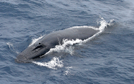 Brydeswhale_sophiewebb-swfsc-star2006 11 06 15.jpg