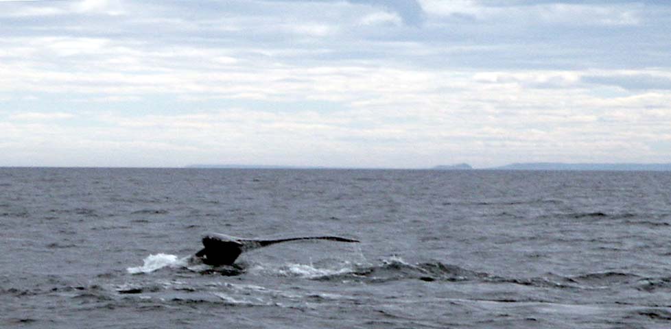 Carlb-whaletail-stanthony-nfld-2002.jpg