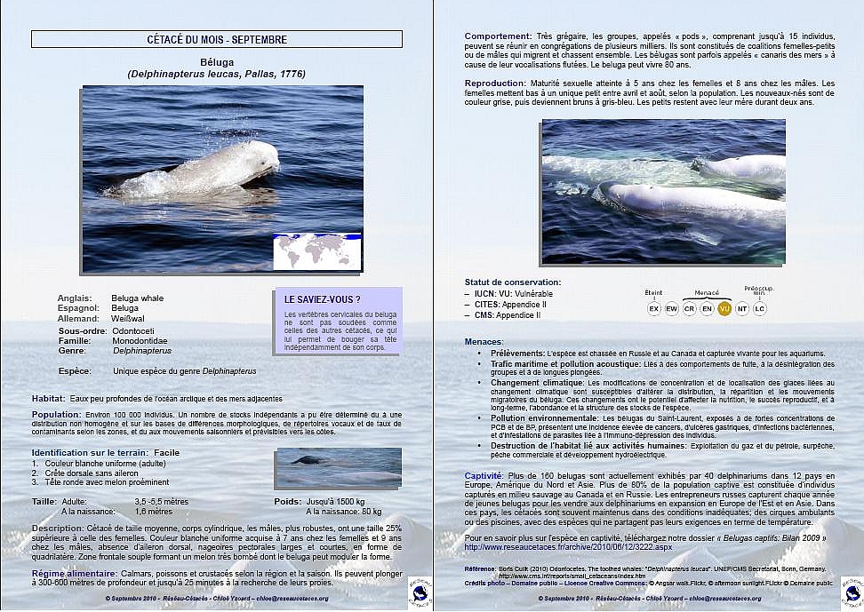 Cetace du mois de septembre - Beluga-.jpg