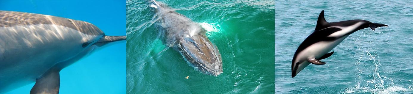 Cetaceans_(C)_Jacques_Degobert_Picasaweb-AllenMcC-_foips-flickr.jpg