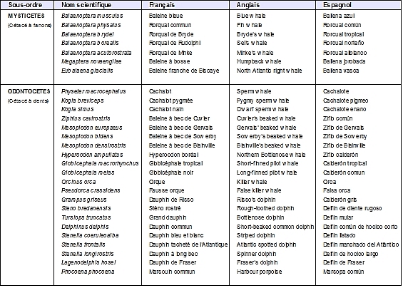Cetaces des Canaries.jpg