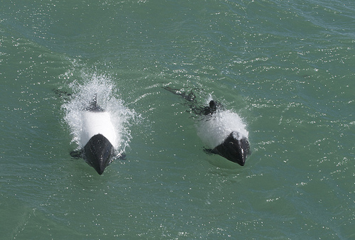 Commersons dolphin-2010 (C) Lisa de Vreede_FLickr.jpg