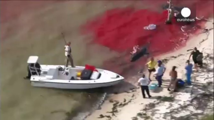 Vidéo – Des centaines de baleines-pilotes s’échouent régulièrement…