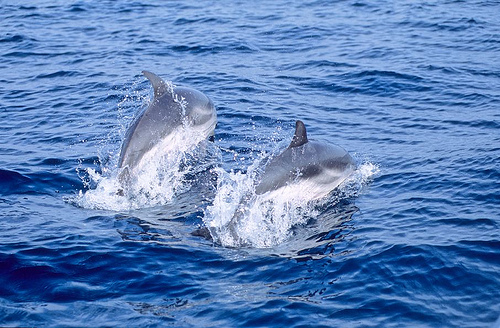 Dauphin bleu et blanc- (C) Fondation Nicolas Hulot_Flickr.jpg