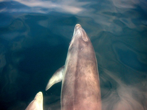 Dauphins Sein pour site.jpg