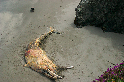 Dead whale (C) Lightmatter_Flickr 11 01.jpg