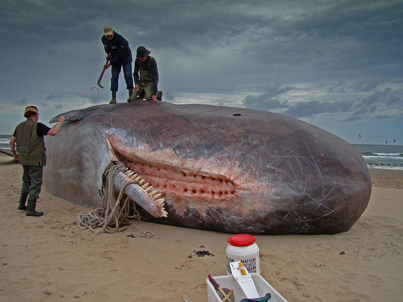 Dirk_Claesen_-_Sperm_Whale-DOMPUB.jpg