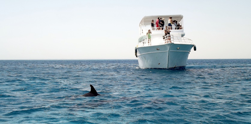 Dolphin Watching SG pour site.jpg