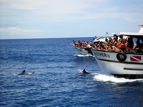 Dolphin-Watching_-brasil_2_(C)_Alberto_Perdomo-Flickr.jpg