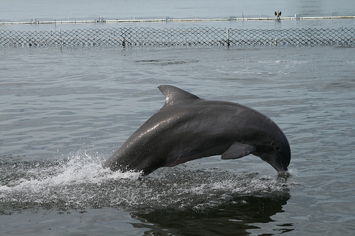 Dolphin_Research_Centre-Florida_Key-_Dolphin_encounter_-06_09(C)Savil95-Flickr.jpg