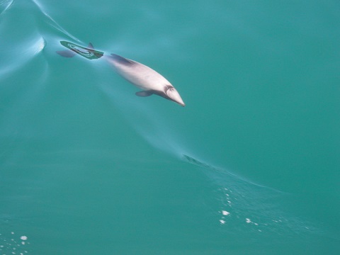 Dolphin_in_Queen_Charlotte_Sound.jpg