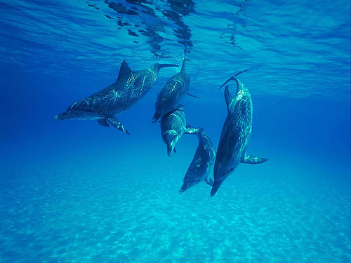 Dolphins (C) J_D_Ebberly_Flickr.jpg