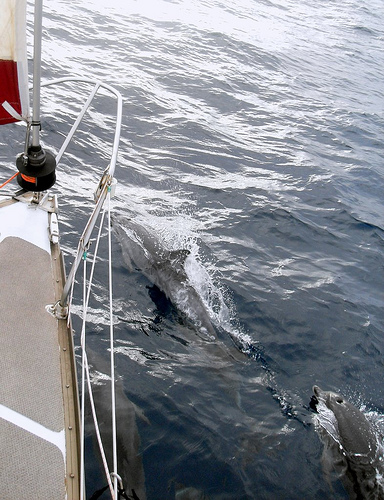 Dolphins - boat (C) Agaete- Flickr.jpg