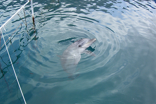 Dolphins 07 --(C) Japhy_at_Flickr.jpg
